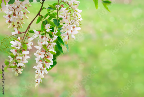 Blooming white acacia on a green blurred grass background. Summer light delicate floral background, copy space