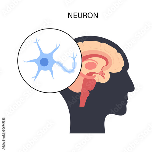 Neuron anatomy poster