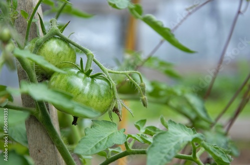 green tomatoes are not ripe hang on a branch in the greenhouse, ecological product