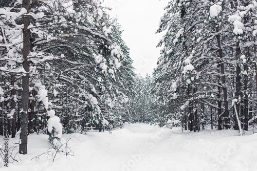 Beautiful landscape of winter snowy forest © Natasha 