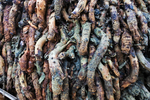 The closeup texture of the very complex fibrous root of the palm tree photo