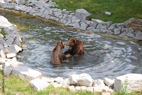 two brown bears are swimming, playing in a pond surrounded by stones. Greenery around. Zoo, happy bears, nature conservation, education, fun.