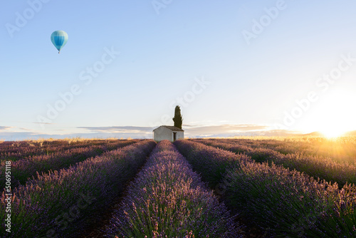 Lavender field with hot air balloon during sunset in provence