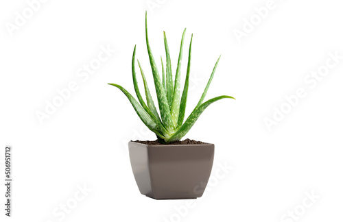 Aloe Vera in a square pot