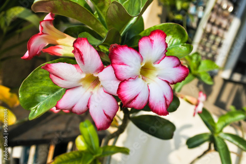 Принти на полотні two white desert rose (adenium obesum) flowers with pink edges that bloom beauti