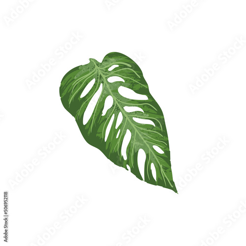 Monstera liść, liść tropikalny ilustracja