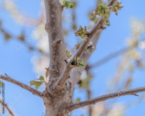 Honey bee missing concept or disappearing bees message sign as an agriculture symbol for farming pollination crisis as the decline and vanishing pollinating insects.