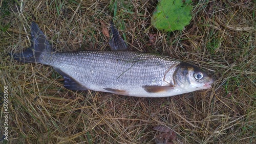 A migratory protected fish Rybets (Vimba vimba) of the carp family caught in the river. Lying on dry grass. After shooting, released into the river
