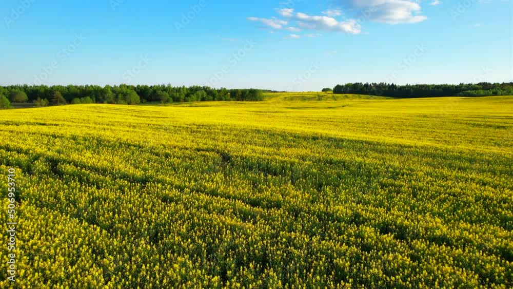 Rapeseed Field with Yellow Flowers. Yellow background Field with Rapeseed. Agricultural field With Flowering Blooming Oilseed Field. Rural Landscape in Spring Season. Blossom Canola Yellow Flower. Rapeseed Field with Yellow Flowers. Yellow background Field with Rapeseed. Agricultural field With Flowering Blooming Oilseed Field. Rural Landscape in Spring Season. Blossom Canola Yellow Flower.