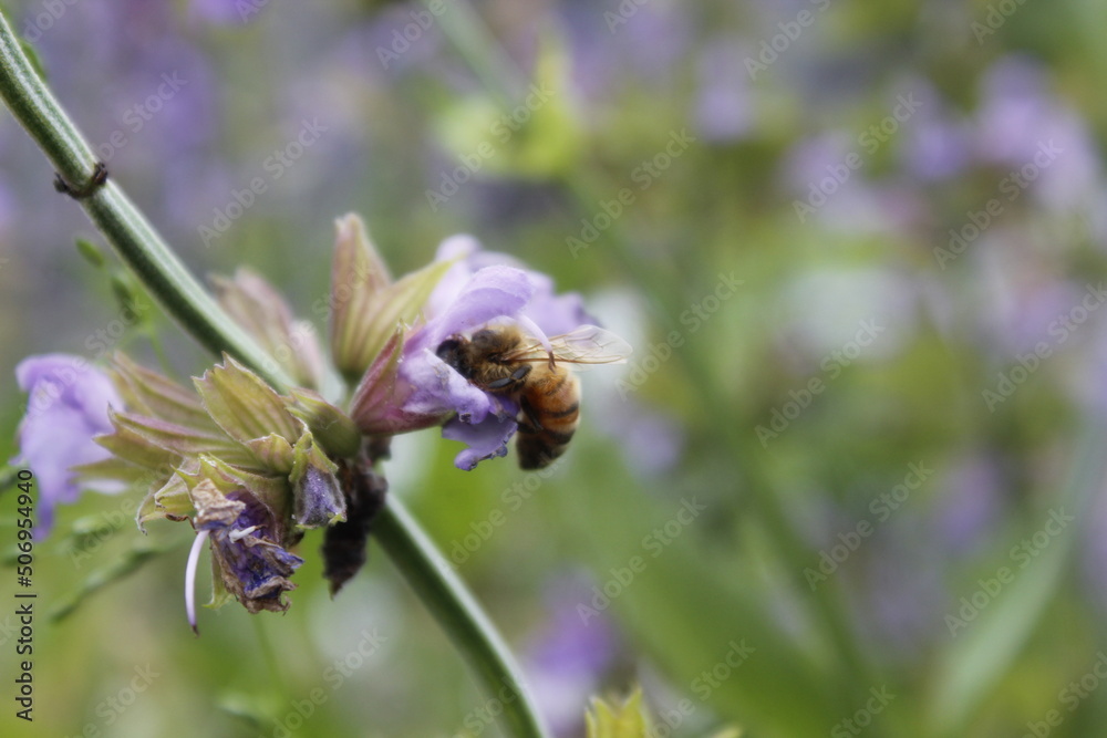 macro of bee on flower