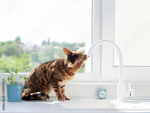 Home purebred striped Bengal cat sits by the window in the interior of the kitchen and drinks water from a tap.