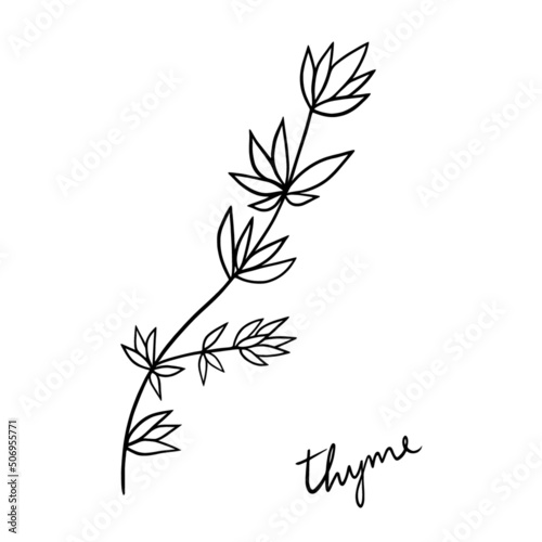 Outline sketch in black of thyme isolated