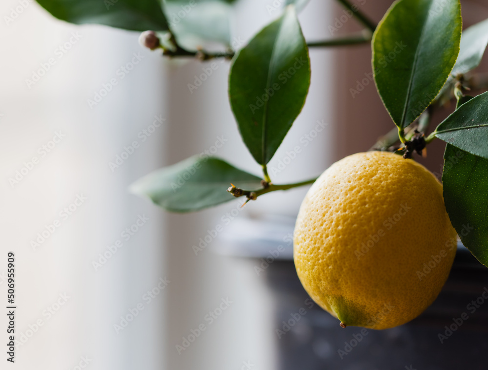 Close up of a lemon growing on potted lemon tree indoors.