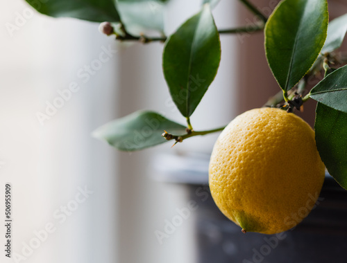 Close up of a lemon growing on potted lemon tree indoors.