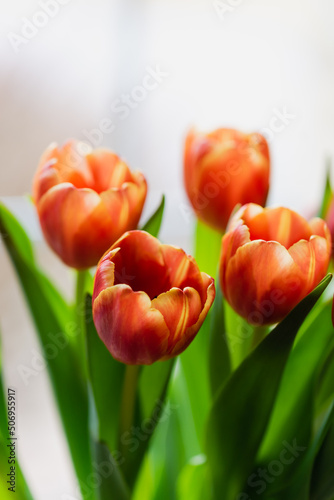 Beautiful bunch of orange tulip flowers in bloom indoors.