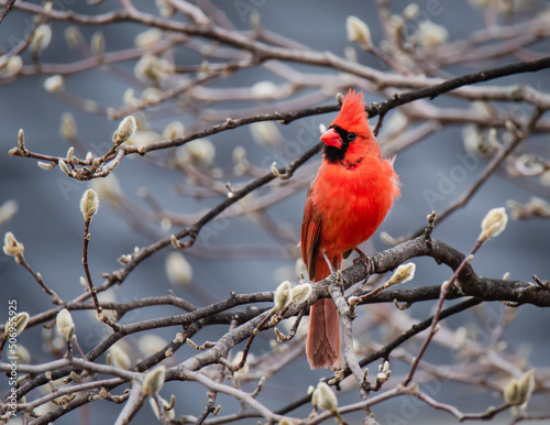 Fotografia, Obraz Close up of bright red cardinal bird sitting on tree branch in spring