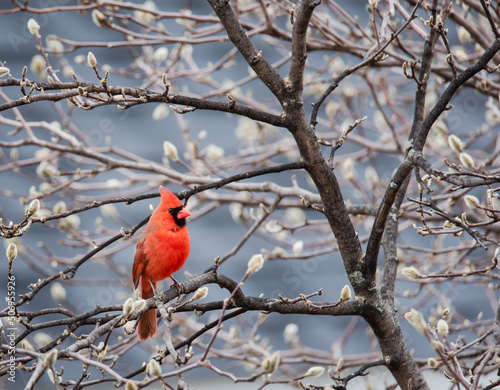 Fototapeta Close up of bright red cardinal bird sitting on tree branch in spring