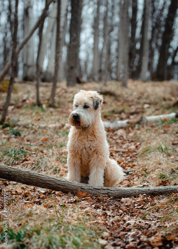 Wheaten terrier dog sitting on path in the woods on a spring day.