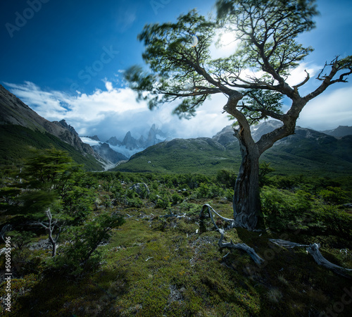 A long exposure of trees rattled in the in wind in a storm kicke © Cavan