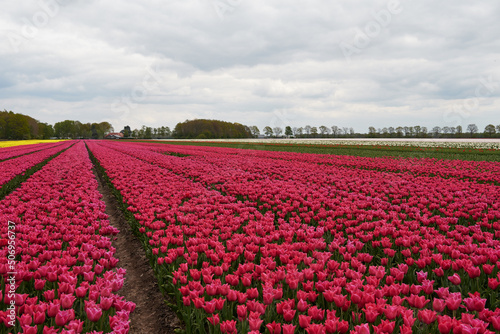 field of tulips