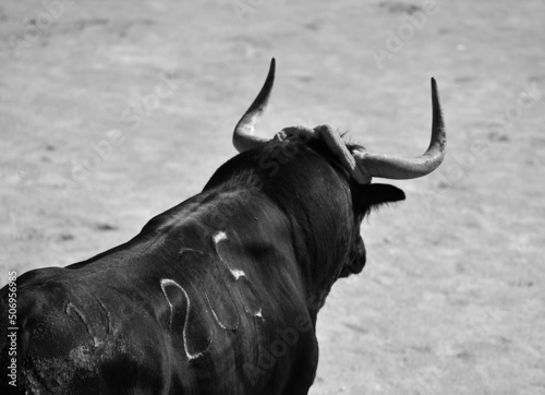 una foto de un toro bravo español en blanco y negro