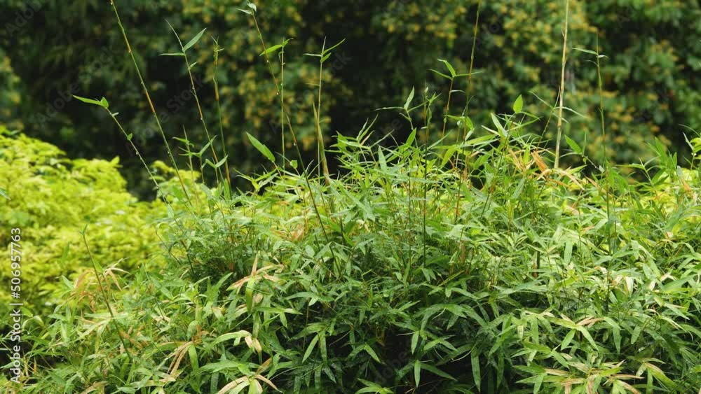 Water drops faslls on wet leaves palm tree in tropics after rain. Abstract summer warm heavy rain falls. Weather background