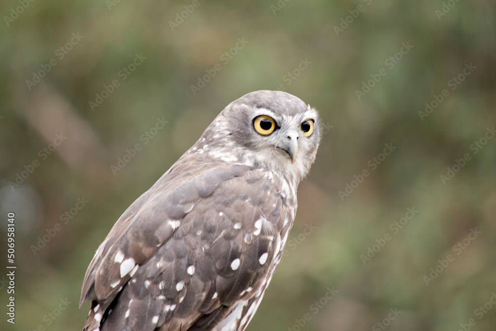 the barking owl gets it name as it sound like a dog barking the barking owl gets it name as it sound like a dog barking