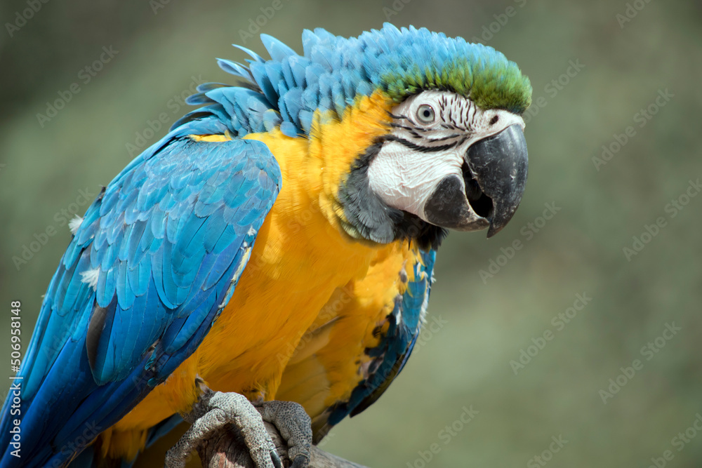 this is a close up of a  blue and gold macaw is sitting on a perch