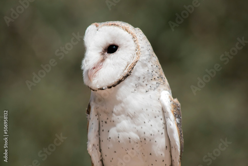 this is a close up of a barn owl looking out for danger