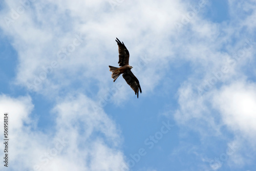 The Black Kite is a medium-sized raptor. From a distance, it appears almost black, with a light brown bar on the shoulder © susan flashman