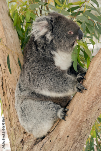 this is a side view of a koala eating leaves © susan flashman