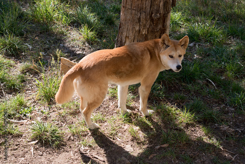 the golden dingo is standing next to a tree