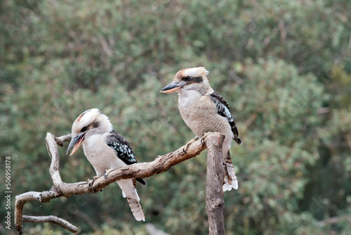 the kookaburra is a loud noisy bird they have a white body brown and blue wongs and a brown mask photo