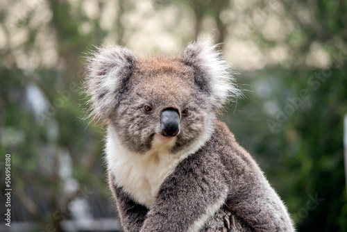 the koala is a furry marsupial that lives in eucalyptus trees