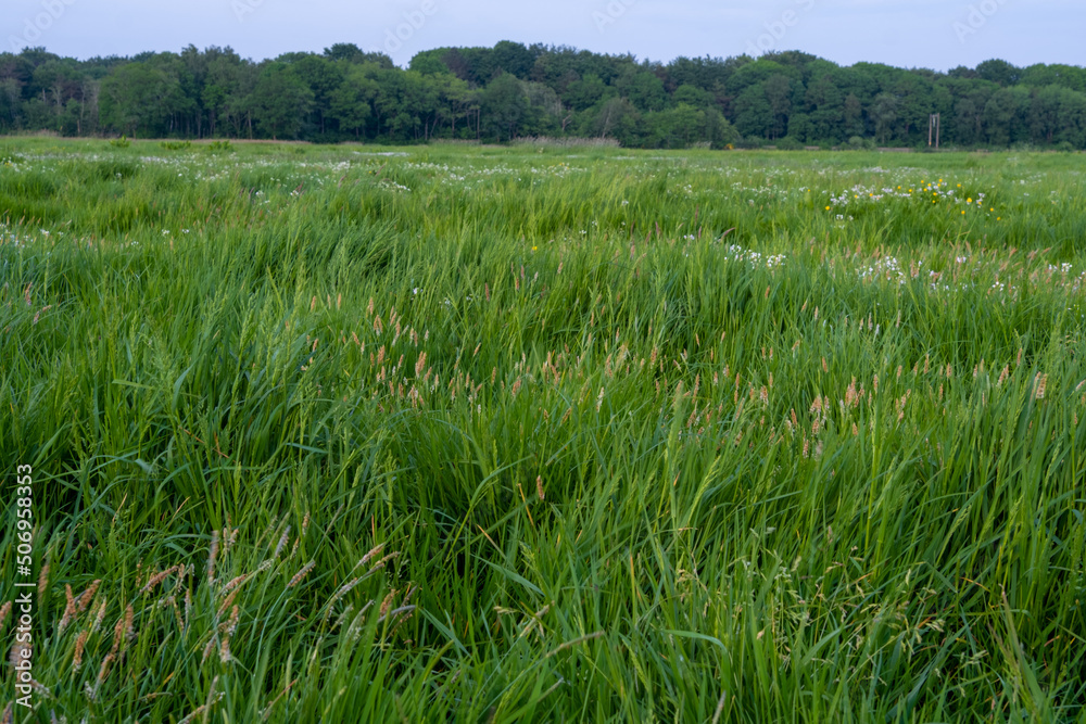 grass in a field