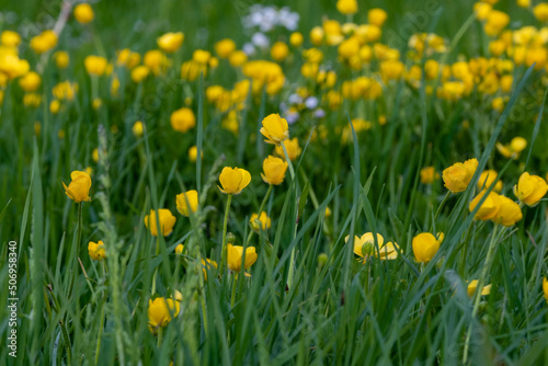 field of yellow flowers