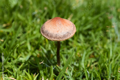 Close up of a brown mushroom with green grass in the background