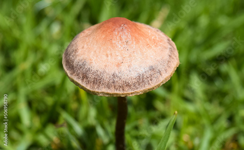 Close up of a brown mushroom with blurred background