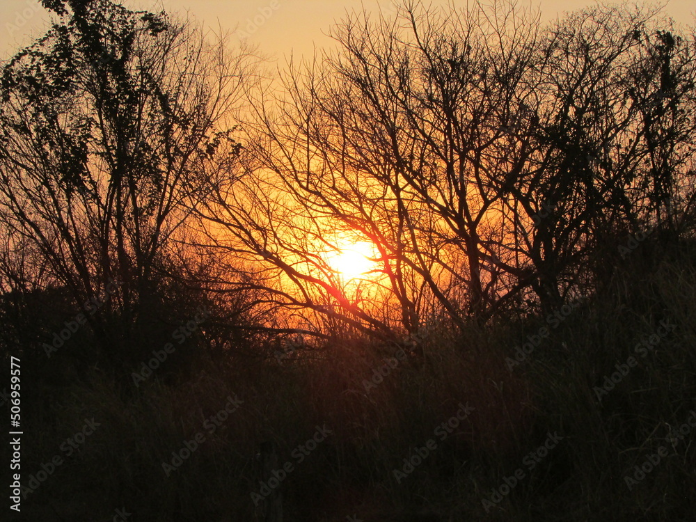 sunset between the branches of a tree, with a very orange color. sunset between the branches of a tree, with a very orange color.