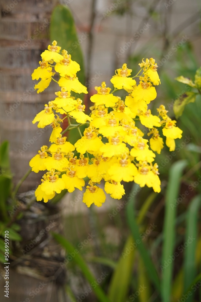 Obraz premium yellow flowers on a green background