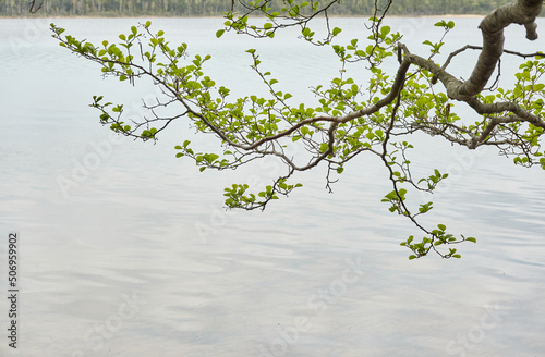 A view of the forest lake (river). Rainy day. Tree branch, green leaves. Reflections in water. Idyllic landscape. Pure nature, ecology, ecological reserve, ecotourism photo