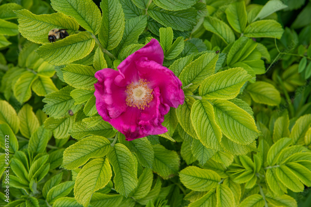 pink flower in the garden pink flower in the garden