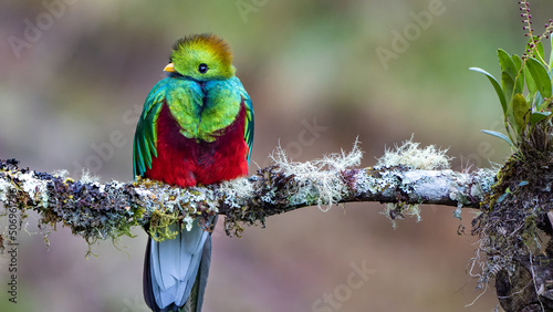 Canvas Print Resplendent Quetzal, Pharomachrus mocinno, Majestically Perched on Costa Rican B