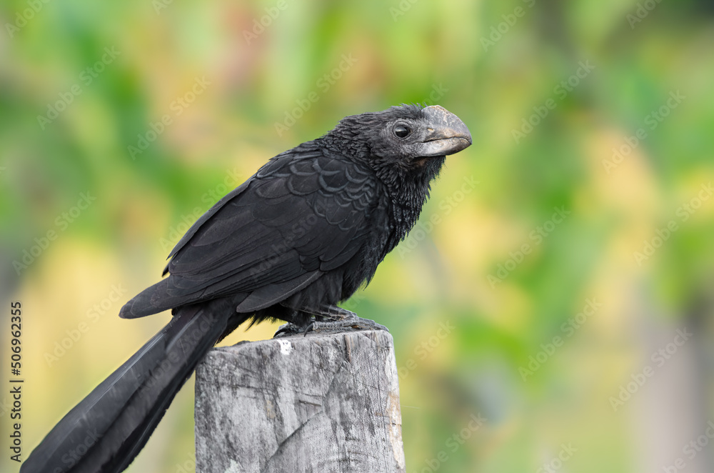 Naklejka premium Smooth-billed ani, Crotophaga ani, shown standing on a wooden post. Photo taken in western Panama, Pacific slope.