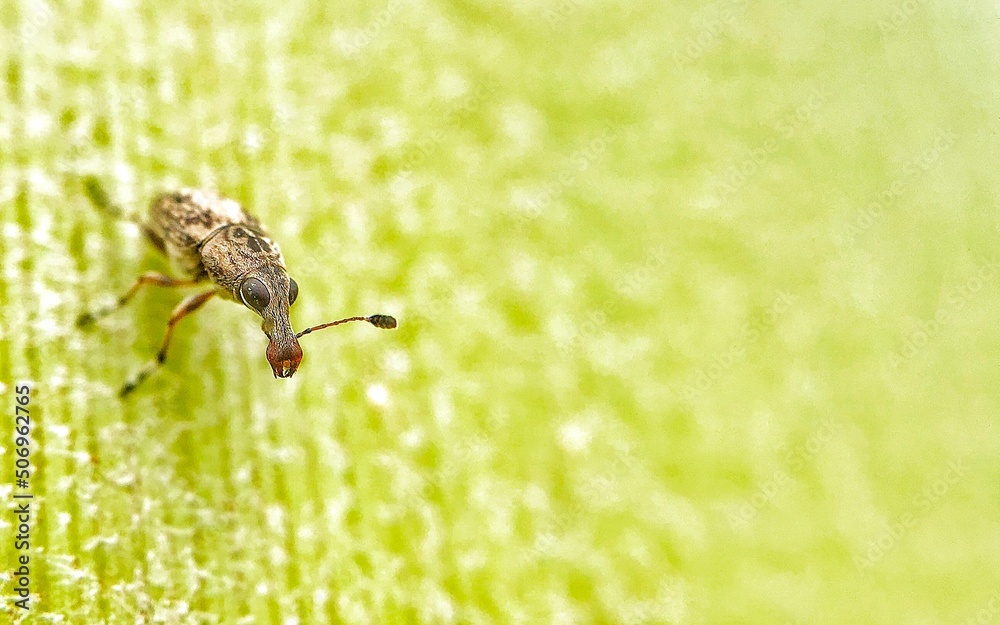 Fototapeta premium Insect