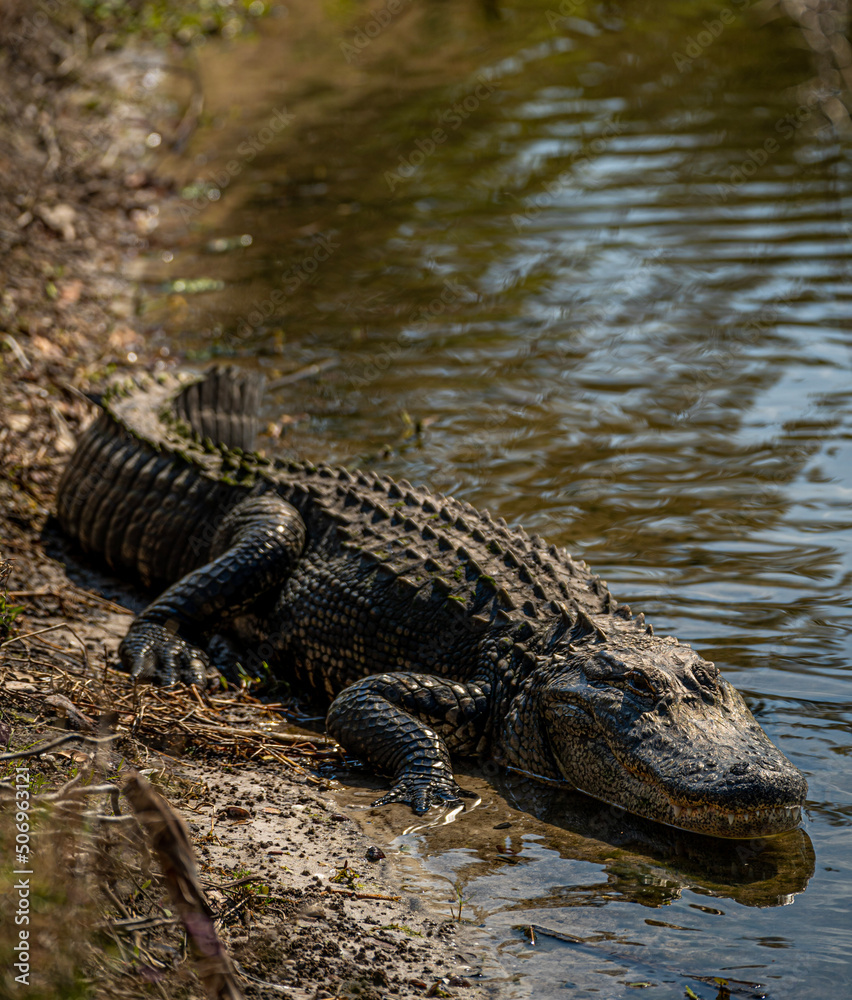 alligator in the swamp alligator in the swamp