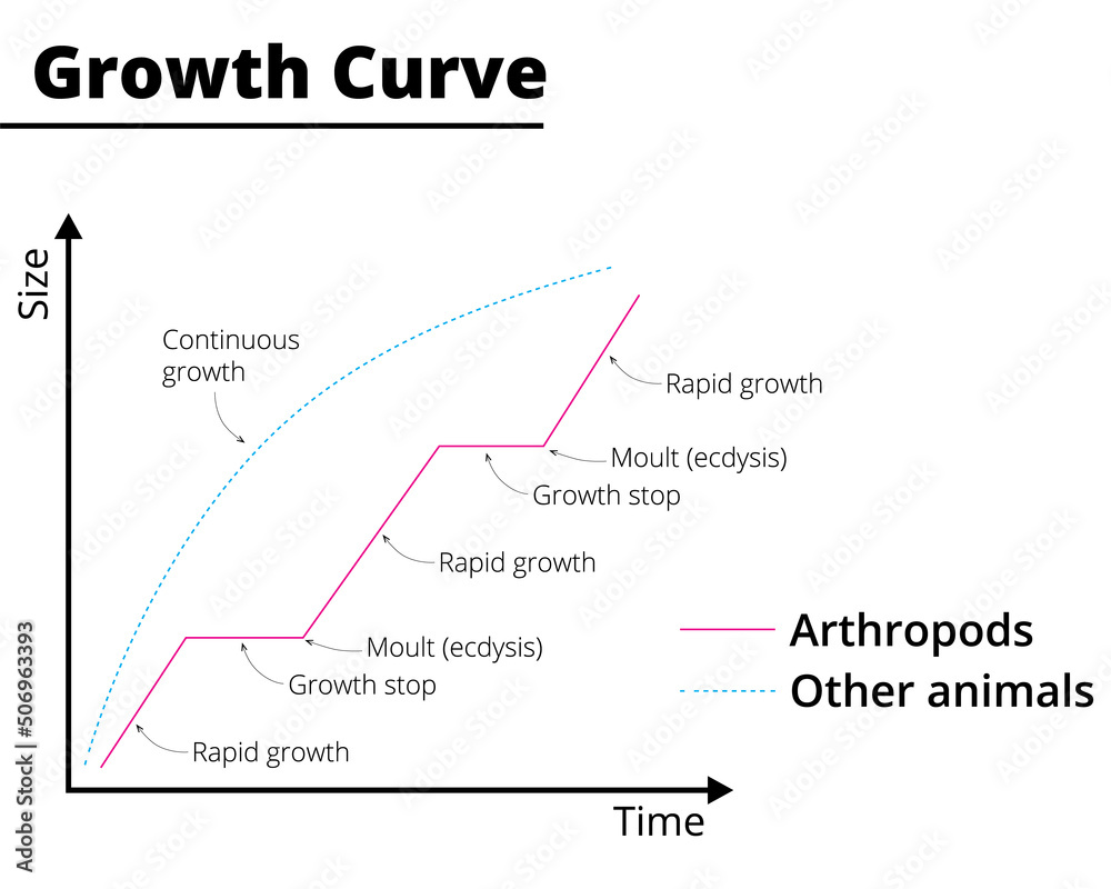 Fototapeta premium Growth curve of arthropods and other animals. Vector illustration.