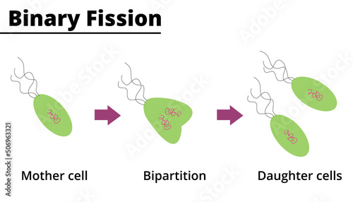 Binary fission. Asexual reproduction of unicellular organisms. Vector illustration.