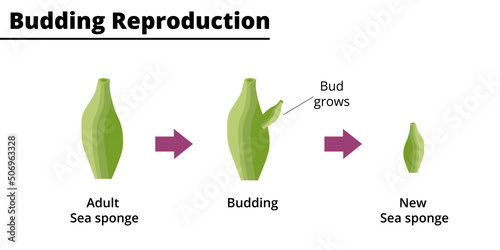 Budding reproduction (asexual reproduction) of a sea sponge. Vector illustration.