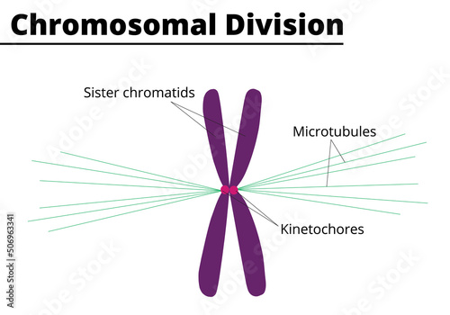 Chromosomal process during cellular division, with the microtubules and kinetochores. Vector illustration. photo